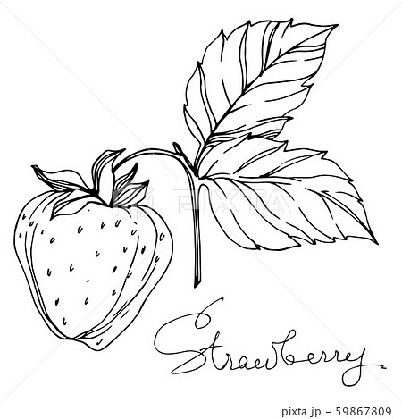 Vector Strawberry healthy food. Black and white engraved ink art. Isolated berry illustration 59867809