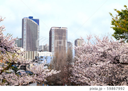 桜と武蔵小杉高層ビル群 多摩川土手より 桜と武蔵小杉高層ビル群 多摩川土手より 59867992
