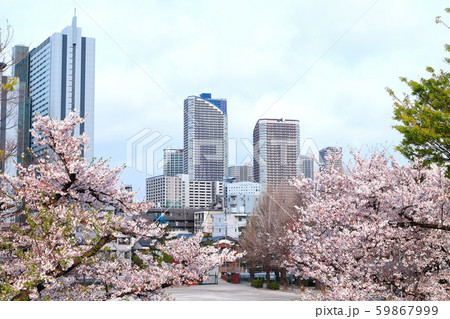 桜と武蔵小杉高層ビル群 多摩川土手より 桜と武蔵小杉高層ビル群 多摩川土手より 59867999