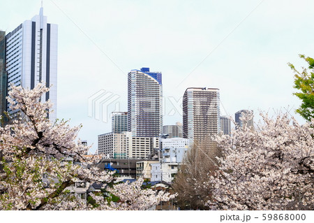 桜と武蔵小杉高層ビル群 多摩川土手より 桜と武蔵小杉高層ビル群 多摩川土手より 59868000