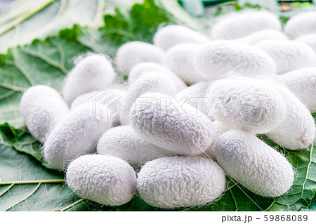 white silk cocoon white silk cocoon 59868089