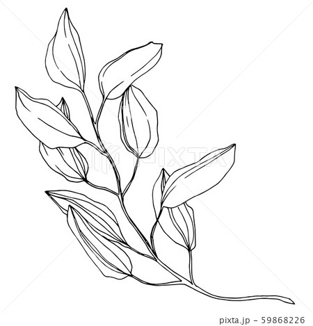 Vector Eucalyptus branch. Black and white engraved ink art. Isolated eucaliptus illustration element 59868226