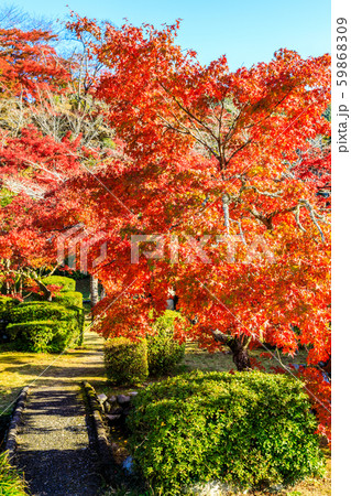 西渓公園の紅葉 【佐賀県多久市】 西渓公園の紅葉 【佐賀県多久市】 59868309