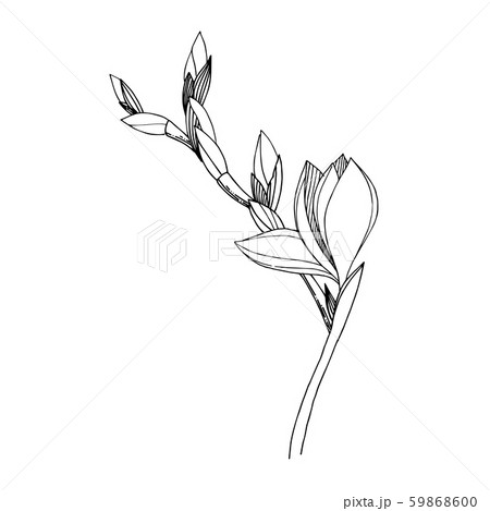 Vector Freesia floral botanical flower. Black and white engraved ink art. Isolated freesia Vector Freesia floral botanical flower. Black and white engraved ink art. Isolated freesia 59868600