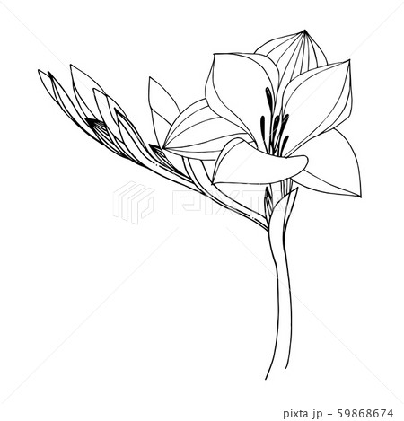 Vector Freesia Floral Botanical Flower Black のイラスト素材