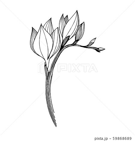 Vector Freesia floral botanical flower. Black and white engraved ink art. Isolated freesia Vector Freesia floral botanical flower. Black and white engraved ink art. Isolated freesia 59868689
