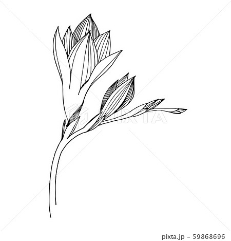 Vector Freesia floral botanical flower. Black and white engraved ink art. Isolated freesia Vector Freesia floral botanical flower. Black and white engraved ink art. Isolated freesia 59868696