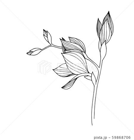 Vector Freesia Floral Botanical Flower Black のイラスト素材
