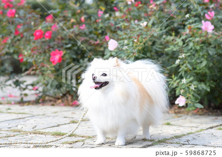 笑顔が素敵なわんことバラ 59868725