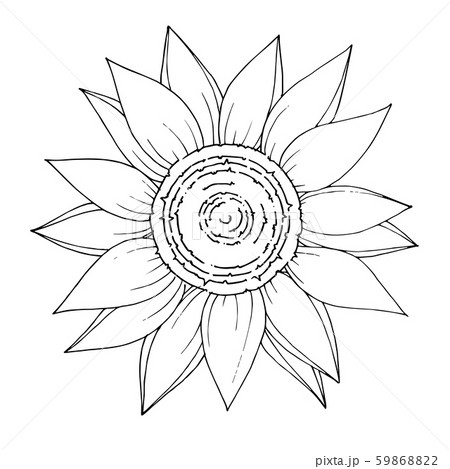 Vector Sunflower floral botanical flower. Black and white engraved ink art. Isolated sunflowers Vector Sunflower floral botanical flower. Black and white engraved ink art. Isolated sunflowers 59868822