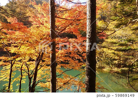 ヘブンス園原 紅葉の写真素材