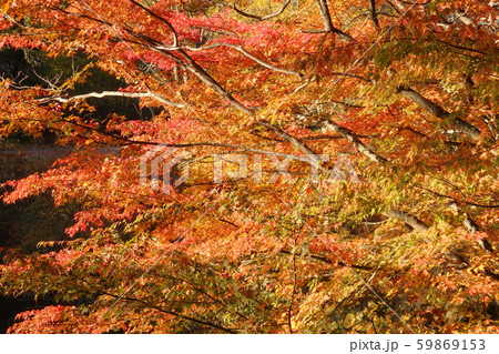 ヘブンス園原 紅葉の写真素材