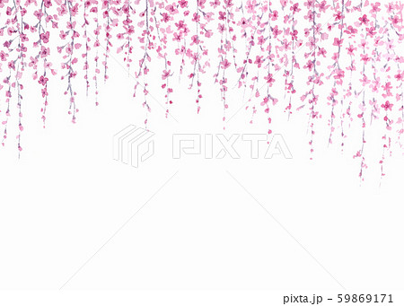 しだれ桜 背景 筆書き 水墨画のイラスト素材