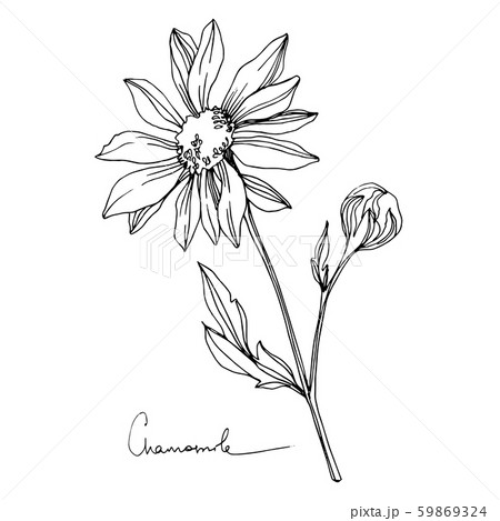 One of the popular flower tattoos is chamomile which has long stood for  sun love youth tenderness naivety kindness  VK