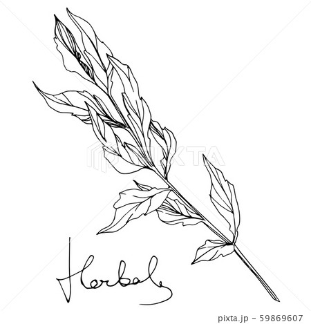 Vector Herbal floral foliage. Black and white engraved ink art. Isolated herbal illustration element 59869607