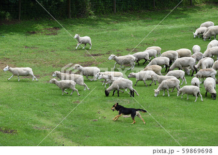 千葉県 羊飼いのお仕事 牧羊犬と羊の群れの写真素材