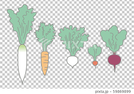 根菜類-日本蘿蔔，胡蘿蔔，蘿蔔，蘿蔔和甜菜 59869899