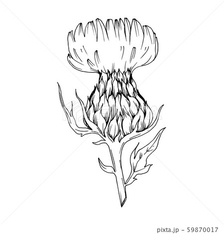Vector Herbal floral foliage. Black and white engraved ink art. Isolated herbal illustration element 59870017