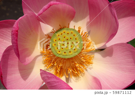 上から見た蓮の花のアップ写真(3) 59871112