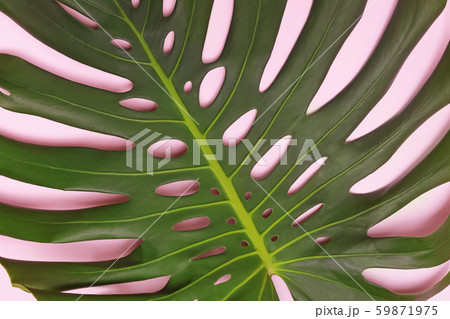Philodendron Monstera tropical leaf close-up. Tropical background. Philodendron Monstera tropical leaf close-up. Tropical background. 59871975