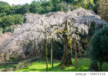 長興山のしだれ桜 長興山のしだれ桜 59872219