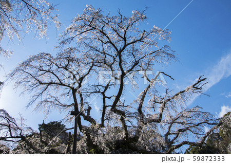 長興山のしだれ桜 59872333