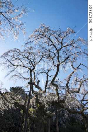 長興山のしだれ桜 長興山のしだれ桜 59872334