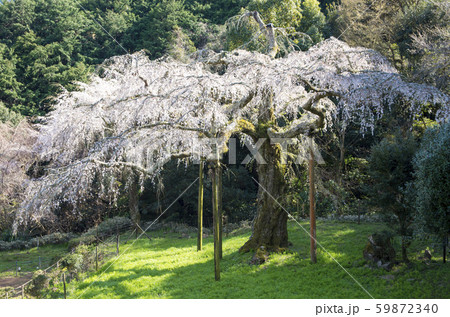 長興山のしだれ桜 59872340