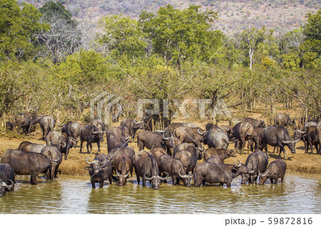 African buffalo in Kruger National park, South 59872816