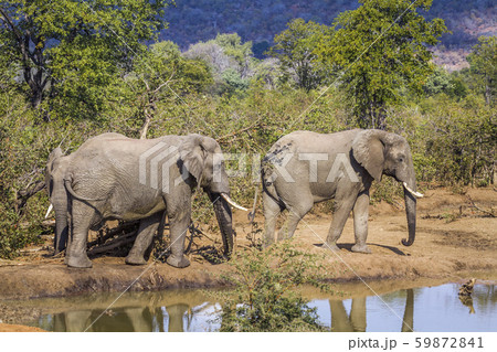 African bush elephant in Kruger National park, African bush elephant in Kruger National park, 59872841