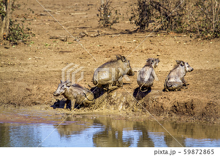 common warthog in Kruger National park, South 59872865
