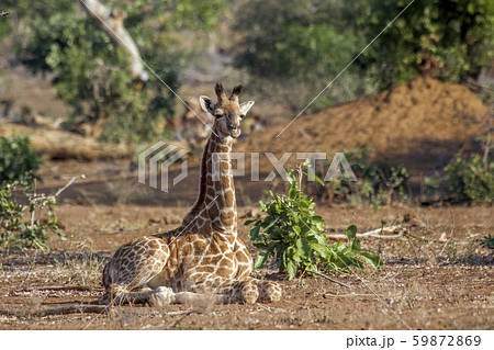 Giraffe in Kruger National park, South Africa 59872869