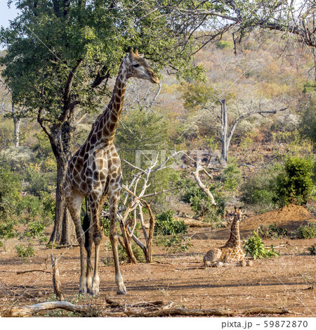 Giraffe in Kruger National park, South Africa 59872870