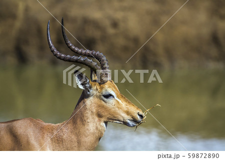 Common Impala in Kruger National park, South 59872890