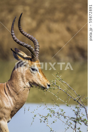 Common Impala in Kruger National park, South Common Impala in Kruger National park, South 59872891