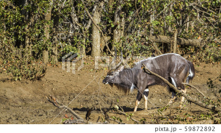 Nyala in Kruger National park, South Africa Nyala in Kruger National park, South Africa 59872892