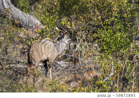 Nyala in Kruger National park, South Africa 59872893