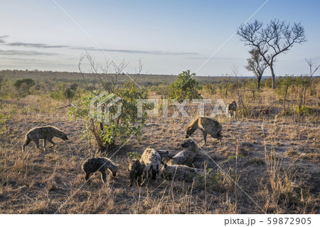 Spotted hyaena in Kruger National park, South Spotted hyaena in Kruger National park, South 59872905