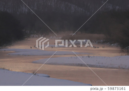 タンチョウ 59873161