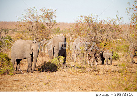 in south africa wildlife nature reserve and in south africa wildlife nature reserve and 59873316