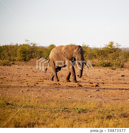in south africa     wildlife  nature  reserve and  59873377