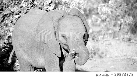 in south africa     wildlife  nature  reserve and  59873378