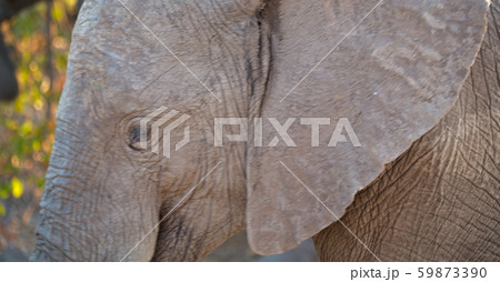in south africa wildlife nature reserve and in south africa wildlife nature reserve and 59873390