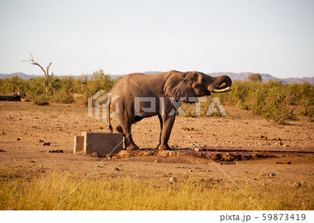 in south africa     wildlife  nature  reserve and  59873419