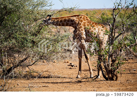 in south africa wildlife reserve and in south africa wildlife reserve and 59873420