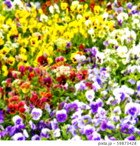the flowers and garden the flowers and garden 59873428