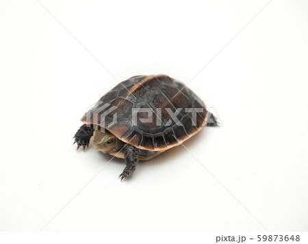 セマルハコガメ 59873648