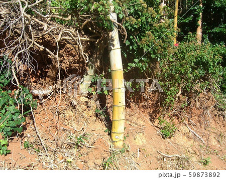 まっすぐな竹 59873892