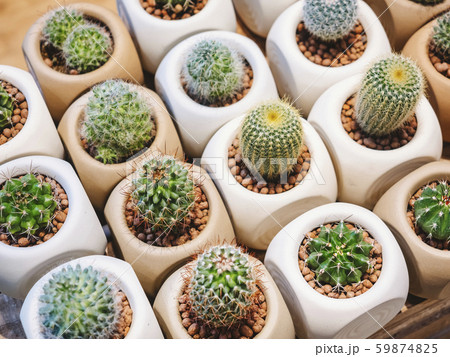 Cactus in pot plant succulent Home gardening 59874825