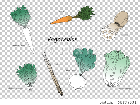 冬野菜イラストのイラスト素材